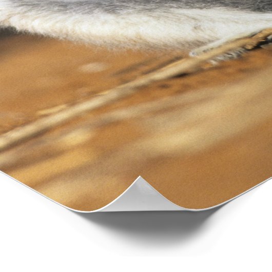 Lemur, (Lemur catta), Mutter und Poster (Ecke)