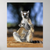 Lemur, (Lemur catta), Mutter und Poster (Vorne)