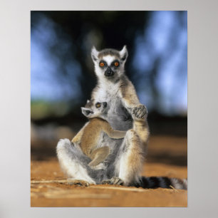 Lemur, (Lemur catta), Mutter und Poster