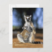 Lemur, (Lemur catta), Mutter und Postkarte (Vorne/Hinten)