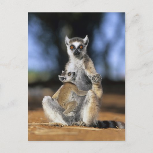 Lemur, (Lemur catta), Mutter und Postkarte (Vorderseite)