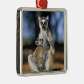 Lemur, (Lemur catta), Mutter und Silbernes Ornament (Rechts)