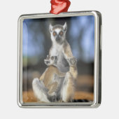 Lemur, (Lemur catta), Mutter und Silbernes Ornament (Links)