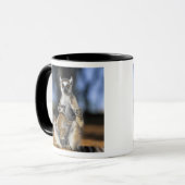 Lemur, (Lemur catta), Mutter und Tasse (Vorderseite Links)
