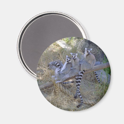 Lemur Line Magnet (Vorderseite/Rückseite)