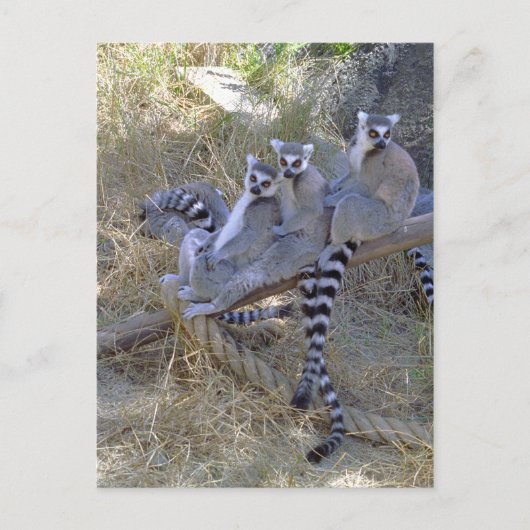 Lemur Line Postkarte (Vorderseite)