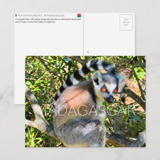 Lemur, Madagaskar Reise-Postkarte Postkarte (Vorne/Hinten)