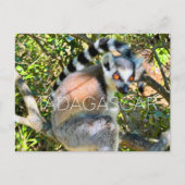 Lemur, Madagaskar Reise-Postkarte Postkarte (Vorderseite)