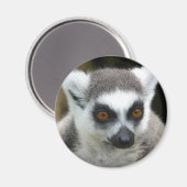 Lemur Magnet (Vorderseite/Rückseite)