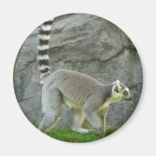 Lemur Magnet