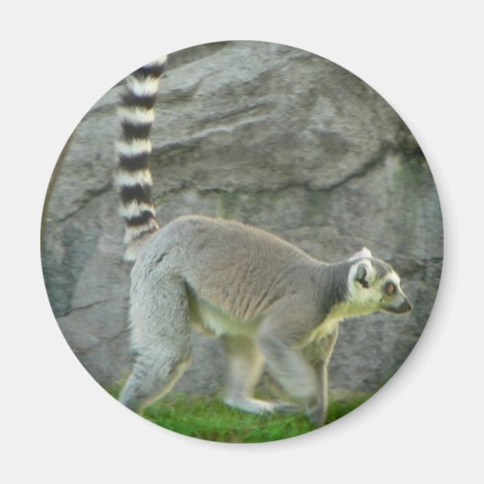 Lemur Magnet (Vorne)