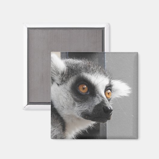 Lemur Magnet (Vorderseite/Rückseite)