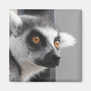 Lemur Magnet