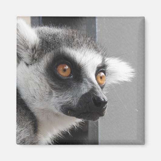 Lemur Magnet (Vorne)