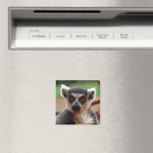 Lemur Magnet (In Situ (Geschirrspüler))