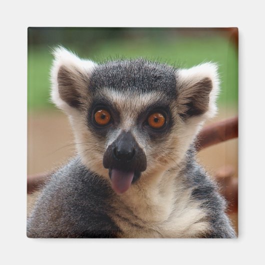 Lemur Magnet (Vorne)