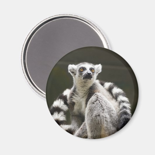 Lemur Magnet (Vorderseite/Rückseite)