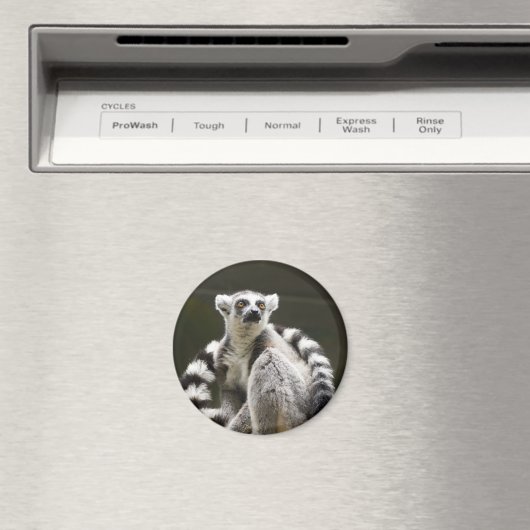 Lemur Magnet (In Situ (Geschirrspüler))