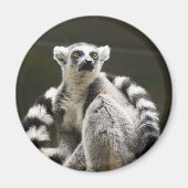 Lemur Magnet (Vorne)