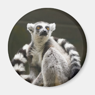 Lemur Magnet