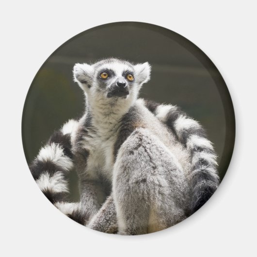 Lemur Magnet (Vorne)