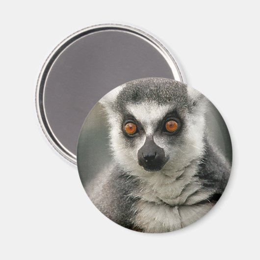 Lemur Magnet (Vorderseite/Rückseite)