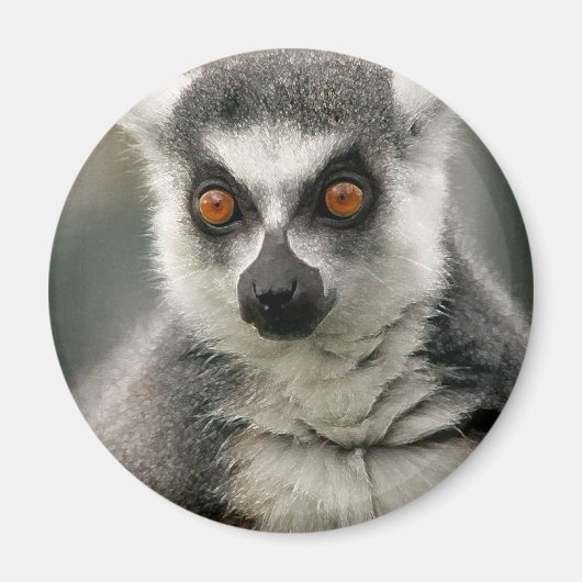 Lemur Magnet (Vorne)