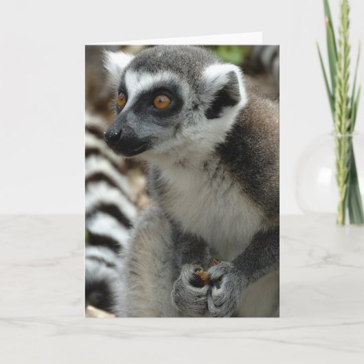 Lemur Monkey Grußkarte Karte (Vorderseite)