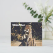 Lemur Monkey Madagascar Wildlife Postkarte (Stehend Vorderseite)
