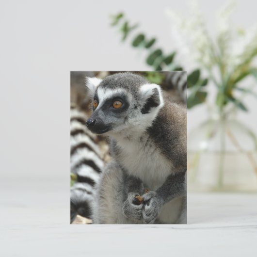 Lemur Monkey Postcard Postkarte (Stehend Vorderseite)