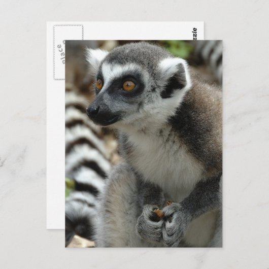 Lemur Monkey Postcard Postkarte (Vorne/Hinten)