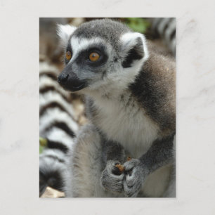 Lemur Monkey Postcard Postkarte