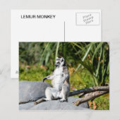 Lemur Monkey Postkarte (Vorne/Hinten)