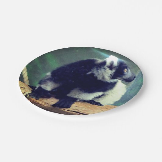 Lemur Pappteller (Schrägansicht)