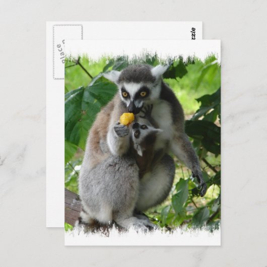 Lemur Postcard Postkarte (Vorne/Hinten)