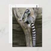 Lemur Postcard Postkarte (Vorne/Hinten)