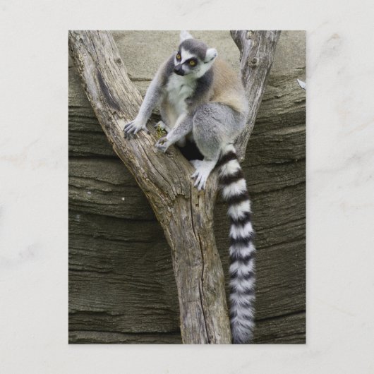 Lemur Postcard Postkarte (Vorderseite)