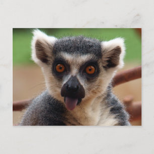 Lemur Postcard Postkarte