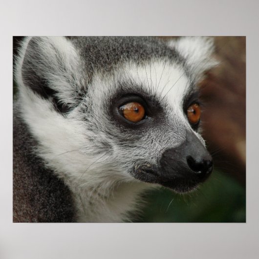 Lemur Poster (Vorne)