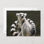 Lemur Postkarte (Vorne/Hinten)