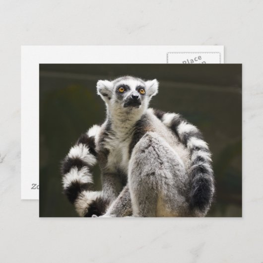 Lemur Postkarte (Vorne/Hinten)
