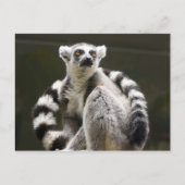 Lemur Postkarte (Vorderseite)