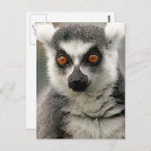 Lemur Postkarte (Vorne/Hinten)