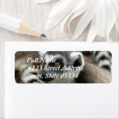 Lemur-Rücksendeadresse (Insitu)