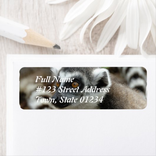 Lemur-Rücksendeadresse (Insitu)