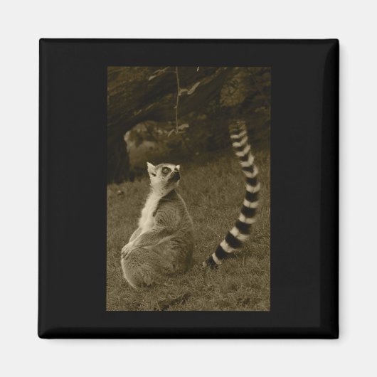 Lemur Schwanz Valencia Tint Vertical Sticker Magnet (Vorne)