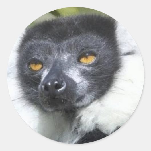 Lemur Stickers (Vorderseite)