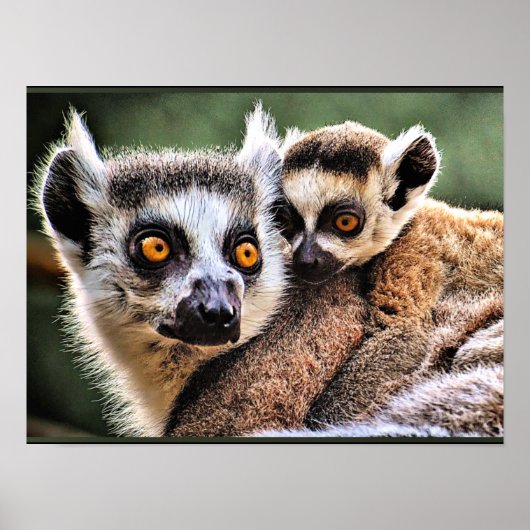 Lemur und Pup Poster (Vorne)