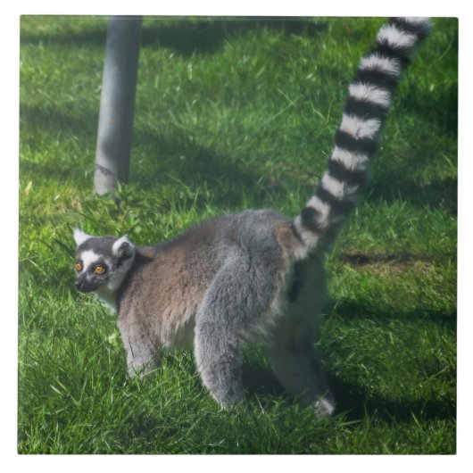 Lemur up nahe Keramik Fliesen (Vorderseite)