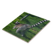 Lemur up nahe Keramik Fliesen (Seite)